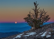 Bristlecone - Moon 13-1408